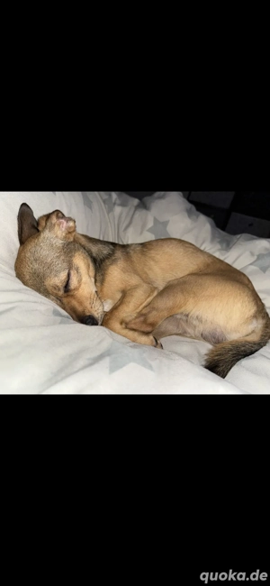 Chihuahua  pragler Radler Mischling 