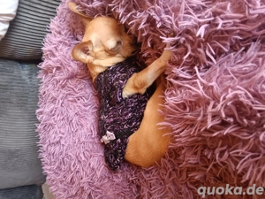 reinrassige mini chihuahua Hündin