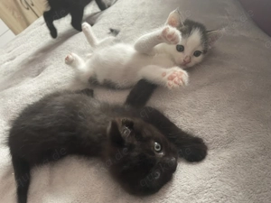 Findelkinder suchen ihr neues Zuhause