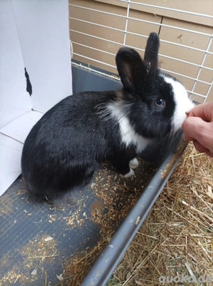 handzahme Kaninchen (w)