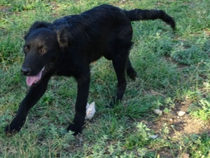 Border Collie Mix Rüde 10 Monate 12kg Ausreise NACH ADOPTION AUS KROATIEN Bild 6