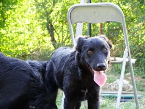 Border Collie kroatischer Schäferhund Rüde 7Mon Ausreise nach Adoption bundesweit