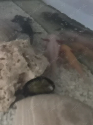 Axolotl Anlage komplett 