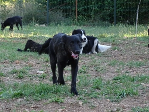 Border Collie Mix Rüde 10 Monate 12kg Ausreise NACH ADOPTION AUS KROATIEN Bild 4
