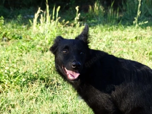 Border Collie Mix Rüde 10 Monate 12kg Ausreise NACH ADOPTION AUS KROATIEN