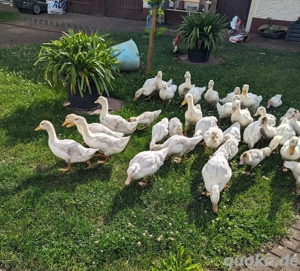 Enten und Gänse 