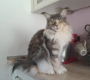 Wir erwarten unseren Maine Coon E-Wurf in Mai 2026 in den edlen Farben blue smoke und black smoke Bild 4