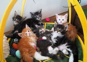 Wir erwarten unseren Maine Coon E-Wurf in Mai 2026 in den edlen Farben blue smoke und black smoke Bild 8