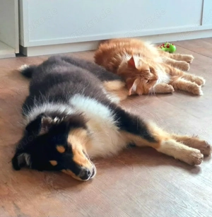 Wir erwarten unseren Maine Coon E-Wurf in Mai 2026 in den edlen Farben blue smoke und black smoke Bild 5