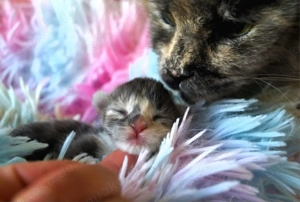 Wir hoffen auf einen Maine Coon " Neujahrs - Wurf " in 2026 (Abgabe ab Anfang April) 