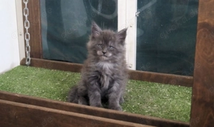 Wir erwarten unseren Maine Coon E-Wurf in Mai 2026 in den edlen Farben blue smoke und black smoke Bild 6