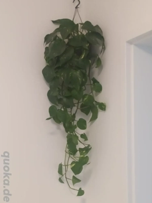 echte pflanzen Altglienicke Bohnsdorferweg 101