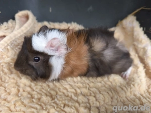 Sehr süße männliche Meerschweinchen Babys 