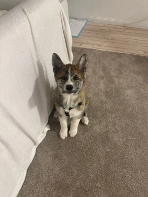 Zuckersüßer Akita inu rüde