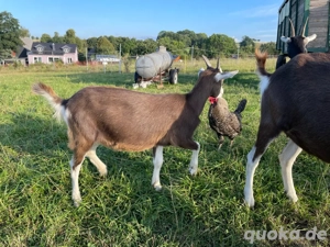 Thüringer Waldziege, weiblich,  Bild 2