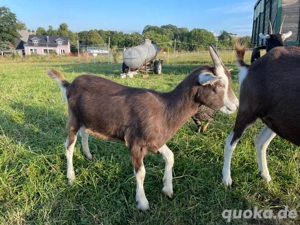 Thüringer Waldziege, weiblich, 
