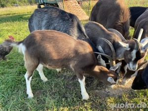 Thüringer Waldziege, weiblich,  Bild 4