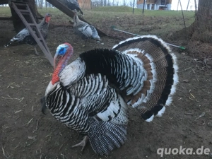 Bruteier, reinrassige Amerikanische Narrangasett, Puten