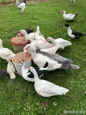 Flugenten, Enten , Erpel, Warzenenten