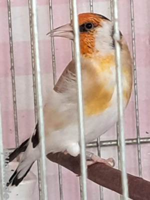 Zwei paar Stieglitze