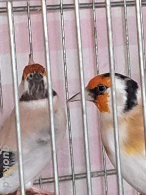 Zwei paar Stieglitze