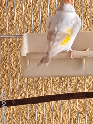 Zwei paar Stieglitze