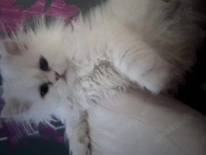 Reinrassige Perserkätzchen