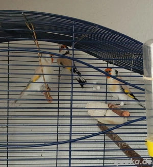 Stieglitz Major Motation 