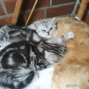 BKH Jung in Black Silver Tabby mit Stammbaum Bild 4