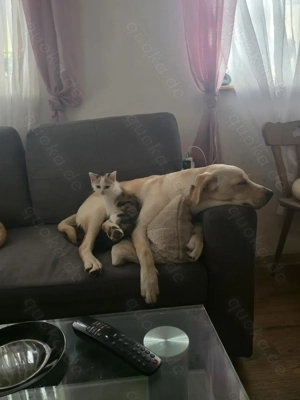 Reinrassige Lablador welpen suchen neues zuhause