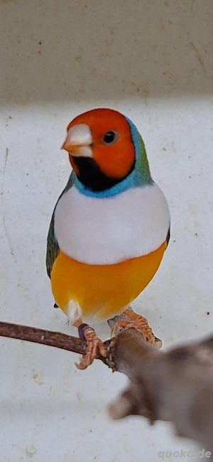 Gouldamadinen  Goulds 