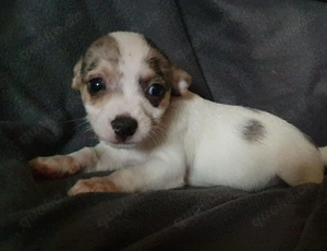 2 welpen suchen noch ihr Traum zu Hause