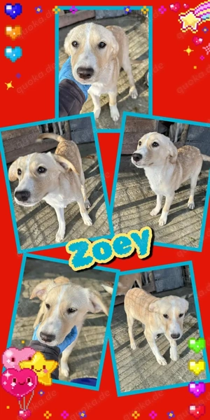 hübsches, menschenbezogenes, katzenfreundliches Welpenmädchen "Zoey" sucht ein Zuhause 