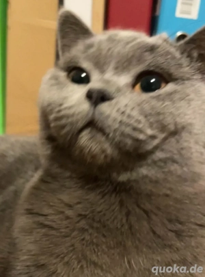 Wunderschöner Bkh Kater