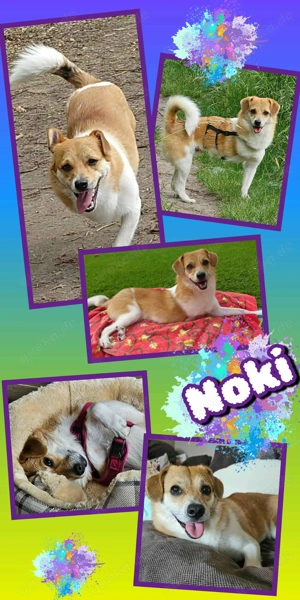 Notfellchen Rüde "Noki" sucht dringend ein Zuhause, perfekter Hund für Senioren auch katzenverträgl.