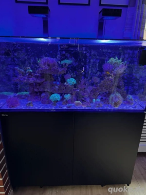 Meerwasser Aquarium Komplett Abgabe