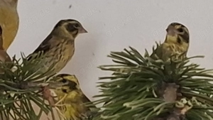 Himalayagrünling Himalayazeisige Tibetzeisig Zeisig