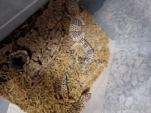 Leopardengecko Pärchen 