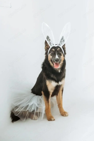 Lilu sucht treuen freund