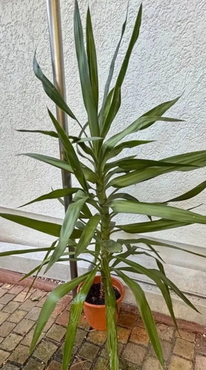 Yucca Palme gut erhalten