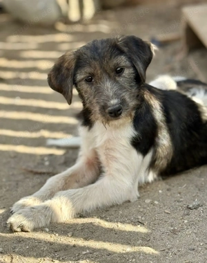 Raika wurde einfach ausgesetzt