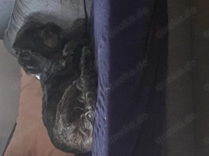 2 liebe Bolonkas in liebevolle Jände abzugeben 