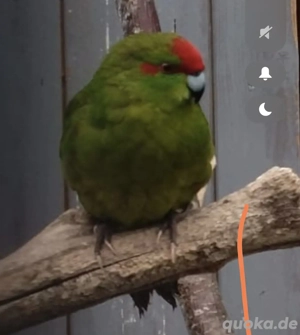 Ziegensittich Hahn wildfarben spalt blau