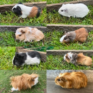 Meerschweinchen Jungtiere auch Kastrate 