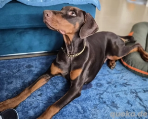 Wunderschönes Dobermann Mädl