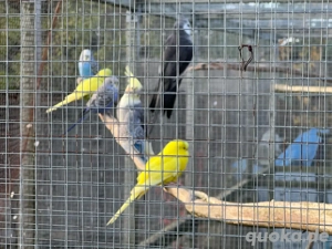 wellensittiche in verschiedenen farben abzugeben