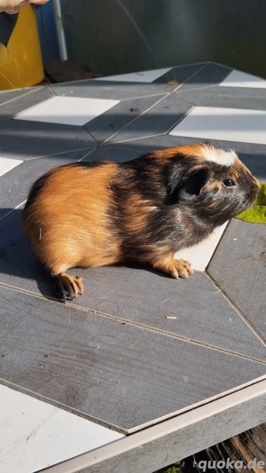 Cuy Riesenmeerschweinchen Böckchen 