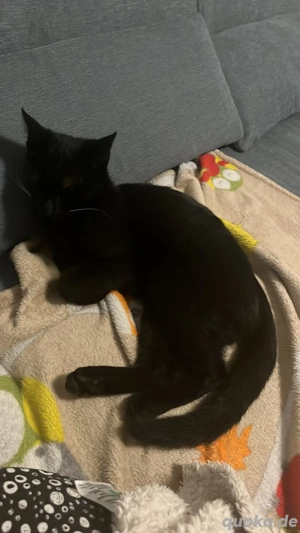 Süßer kleiner Kater 