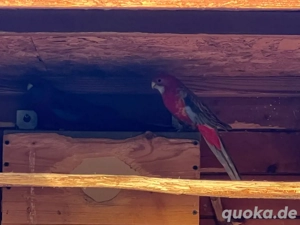 Pärchen Penantsittich