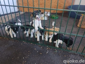 5 kurzbeinige Jack Russell Welpen 